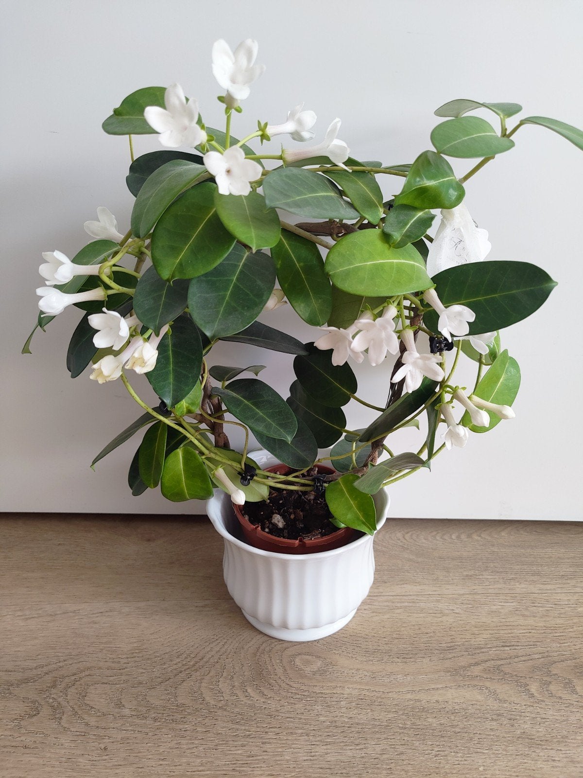 Stephanotis, bruidsbloem kamerplant met witte bloemen, Ophalen, In pot, Halfschaduw, Minder dan 100 cm