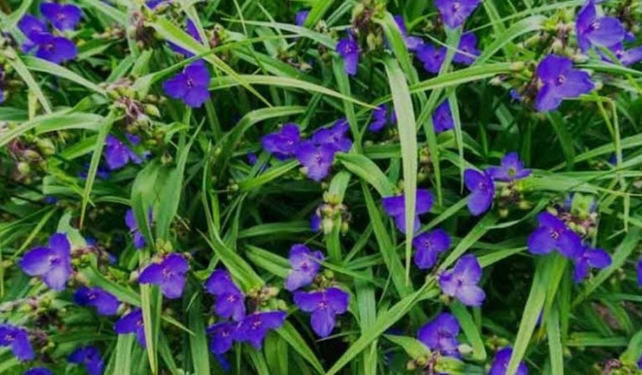Eendagsbloem (Tradescantia) - Levendige Paarse Bloemen, Tuin en Terras, Overige soorten, Volle zon, Vaste plant, Ophalen of Verzenden
