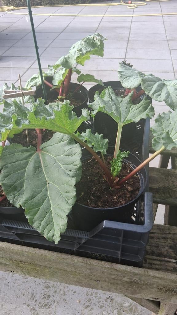 Rabarber planten - Goed geworteld en onbespoten, Tuin en Terras, Planten | Tuinplanten, Ophalen, Vaste plant, Fruitplanten