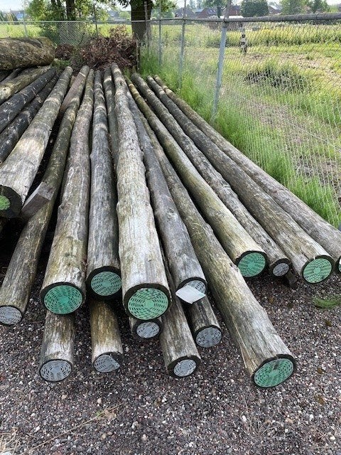 Cloeziana palen te koop, Ophalen, Nieuw, 250 cm of meer, Palen