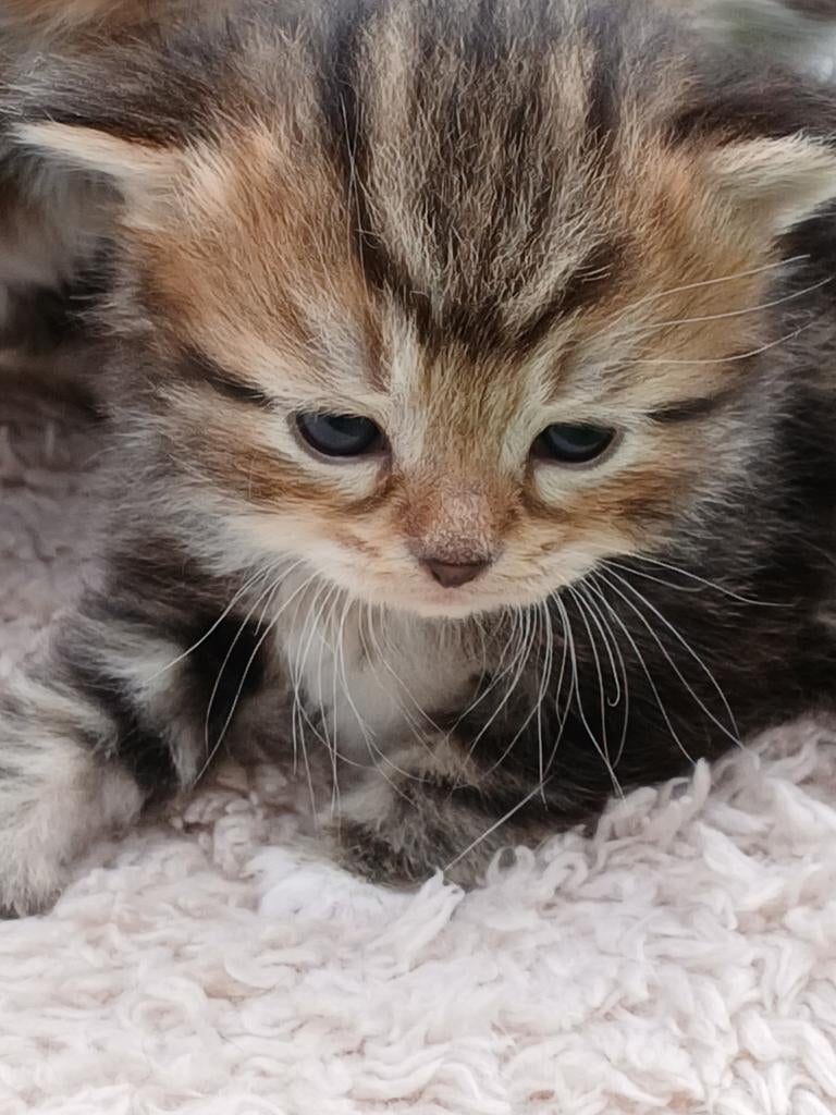 Zeer mooie raszuivere siberische kittens, Dieren en Toebehoren, Meerdere dieren, Met stamboom, 0 tot 2 jaar