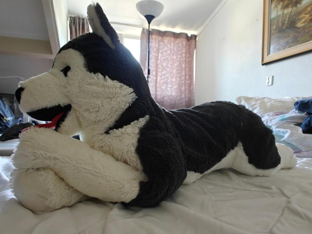Grote zachte husky knuffel - Zo goed als nieuw, Ophalen, Overige merken, Hond, Zo goed als nieuw