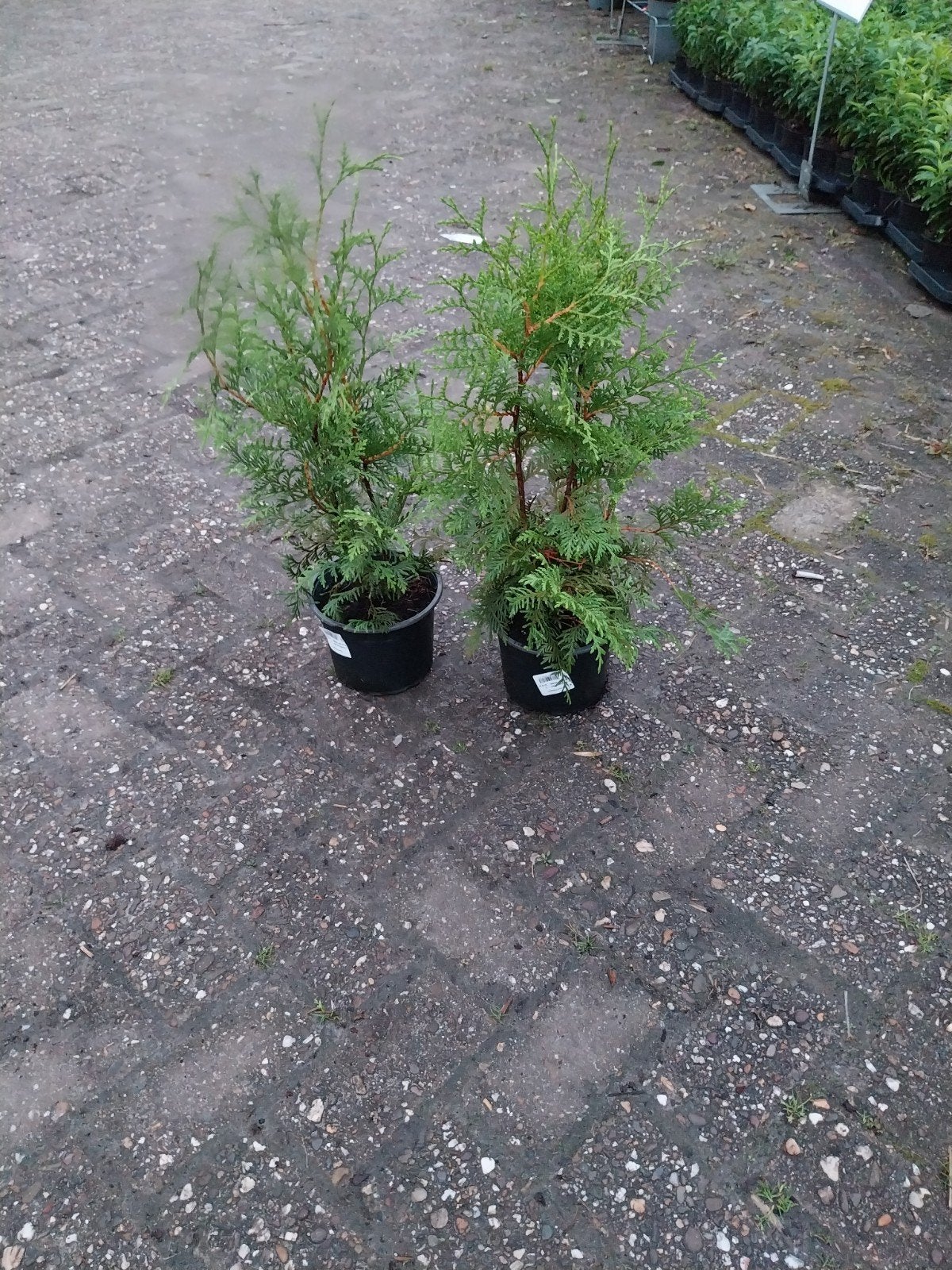 Thuja Brabant 40-60 cm - Ideaal voor haag of solitair, Ophalen, Conifeer, Haag, Minder dan 100 cm
