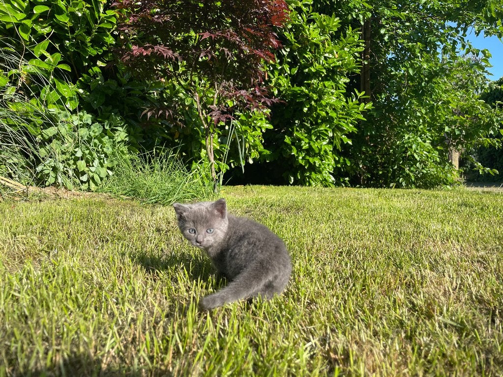 Boerderij kittens, Dieren en Toebehoren, Meerdere dieren, Kortharig, 0 tot 2 jaar