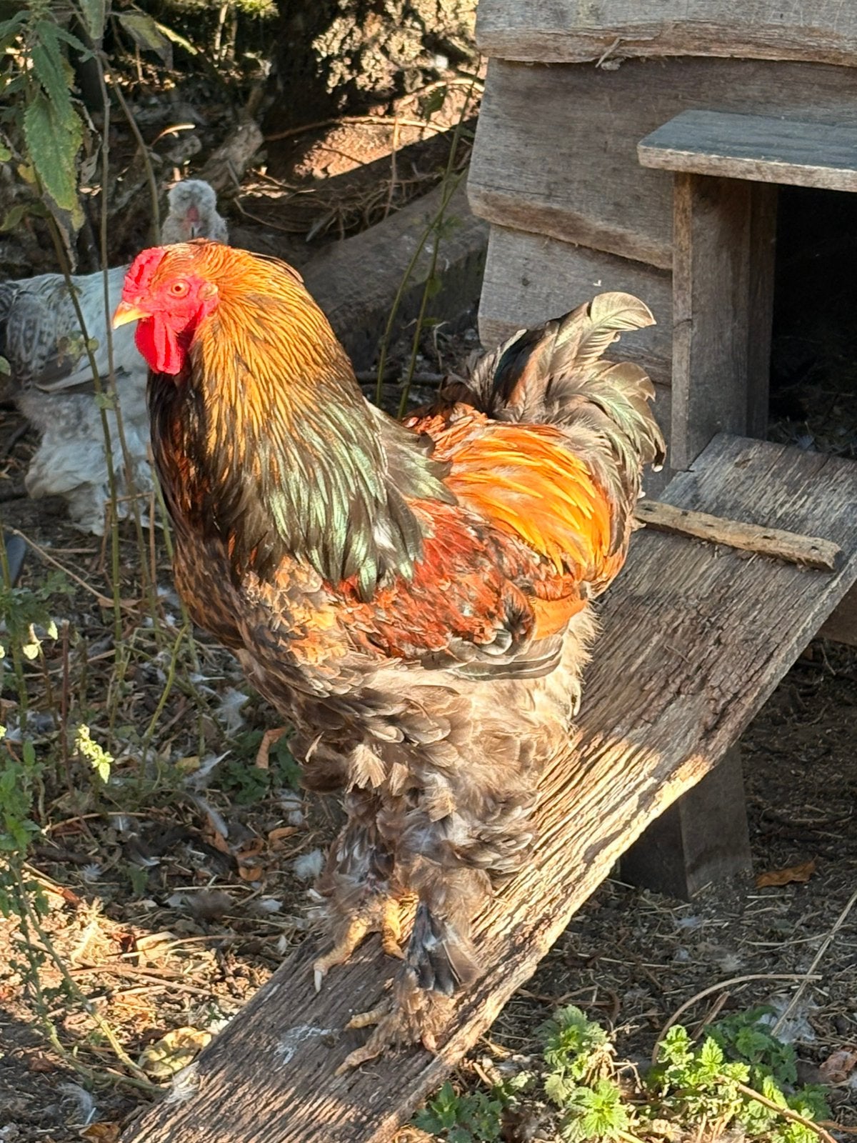 Prachtige grote Brahma haan, Dieren en Toebehoren, Pluimvee, Mannelijk, Kip