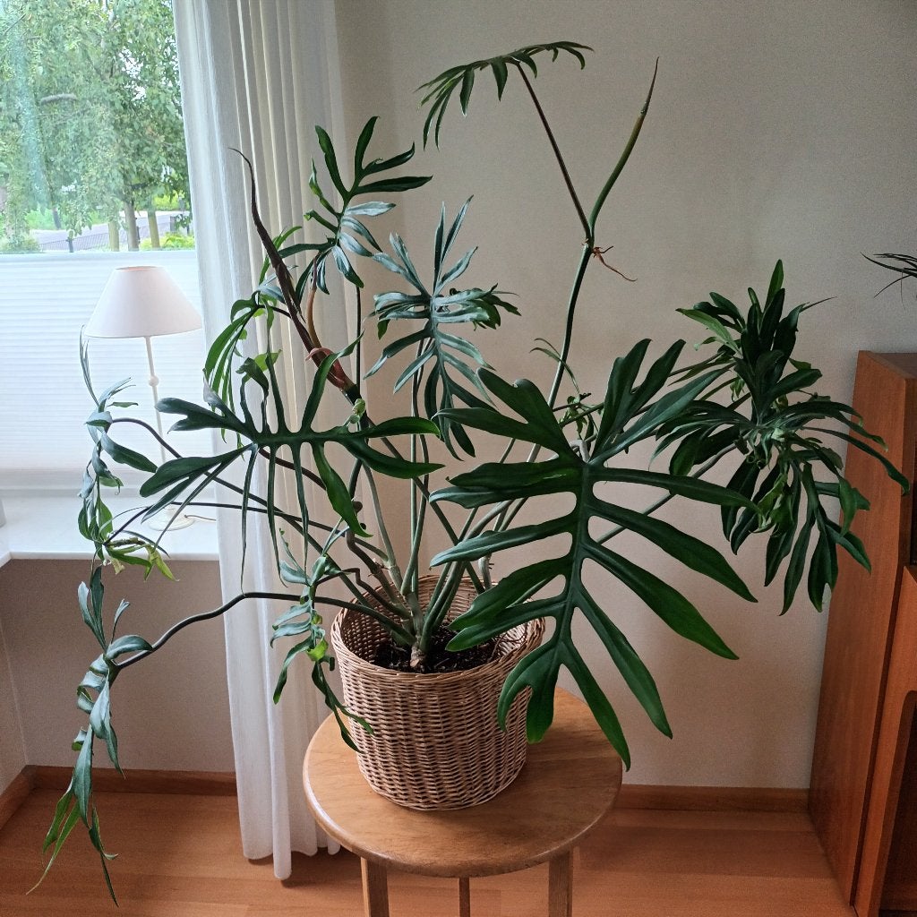 Philodendron, tropische kamerplant, Huis en Inrichting, Kamerplanten, Ophalen, Overige soorten, Halfschaduw, Minder dan 100 cm