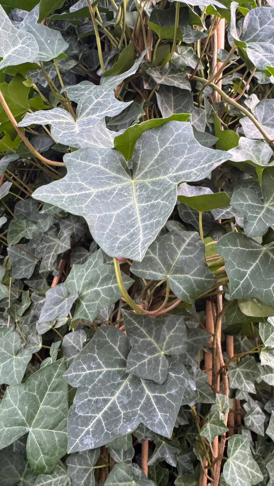 Hedera/klimop 10/20 t/m 250/300 cm, Ophalen, Overige soorten, 100 tot 250 cm