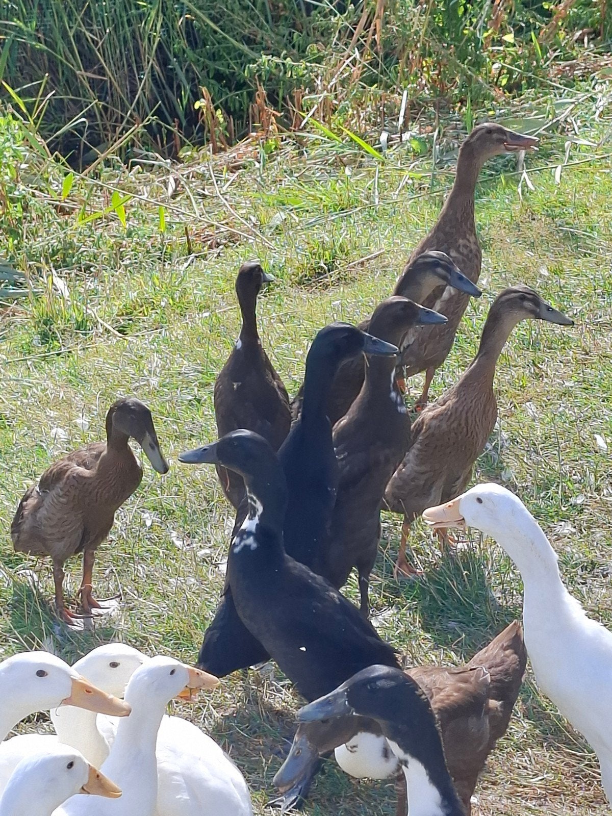 jonge loopeenden te koop 12 weken oud, Dieren en Toebehoren, Meerdere dieren