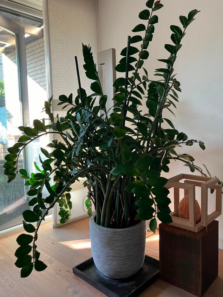 Grote Zamioculcas met pot, Huis en Inrichting, Kamerplanten, Ophalen, Overige soorten, Halfschaduw, In pot