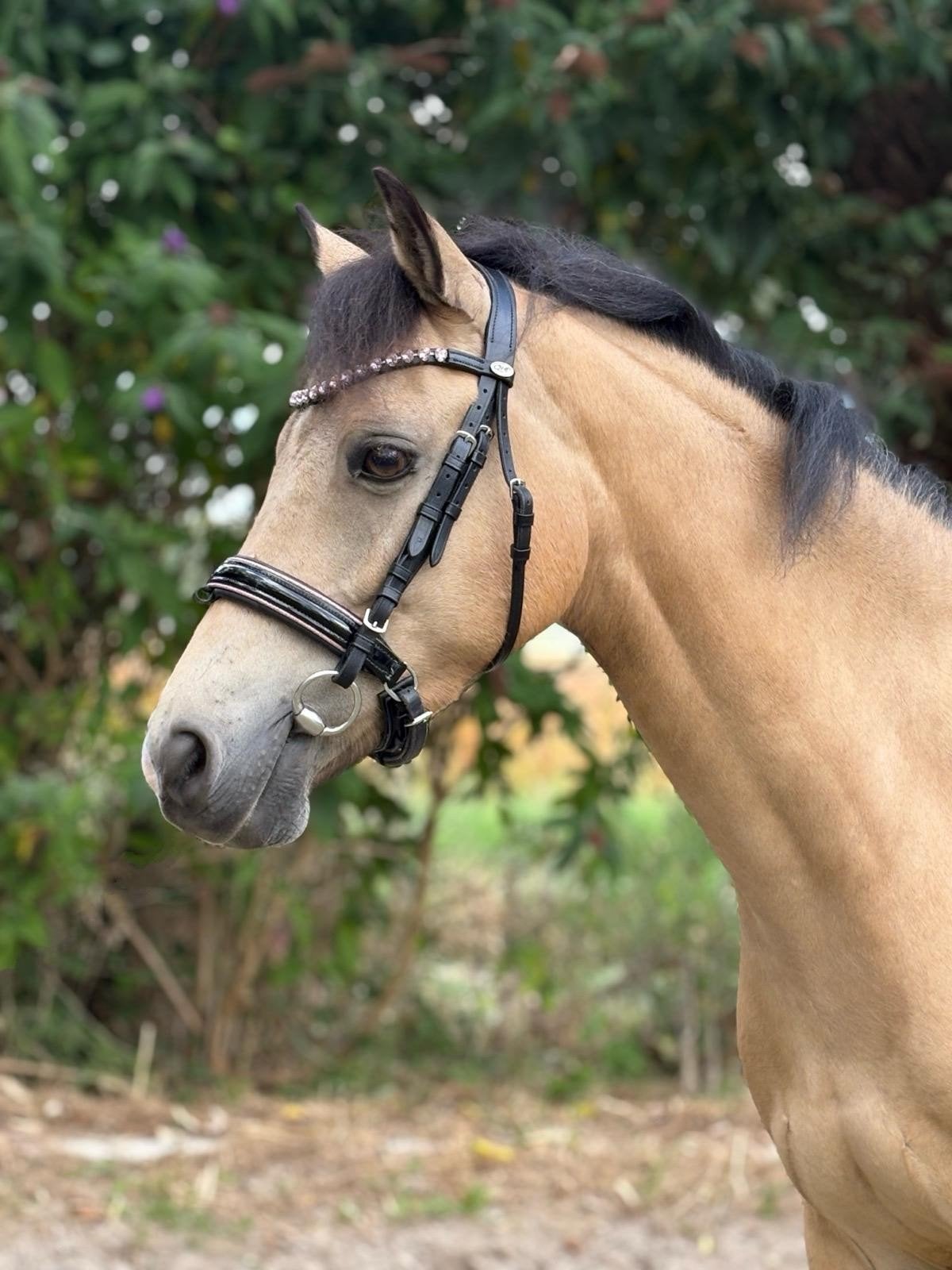 geweldige C pony, Dieren en Toebehoren, Met stamboom, Ruin, Springpony, 7 tot 10 jaar