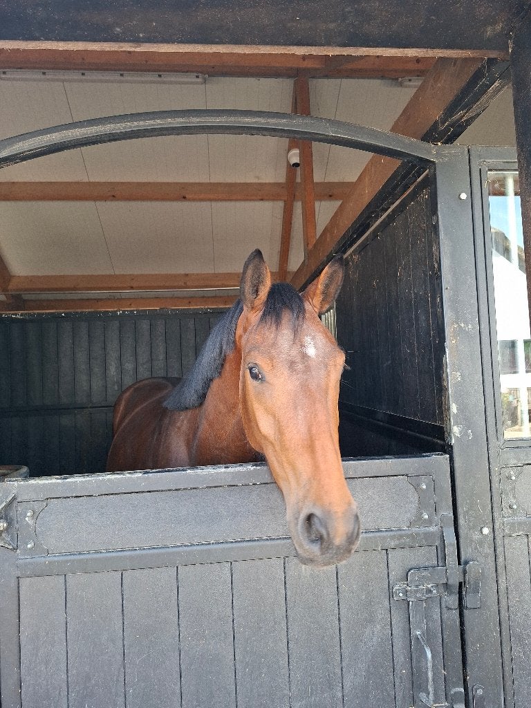 Stal gezocht omgeving De Meern/Houten, Dieren en Toebehoren, Stalling en Weidegang, Weidegang, 1 paard of pony