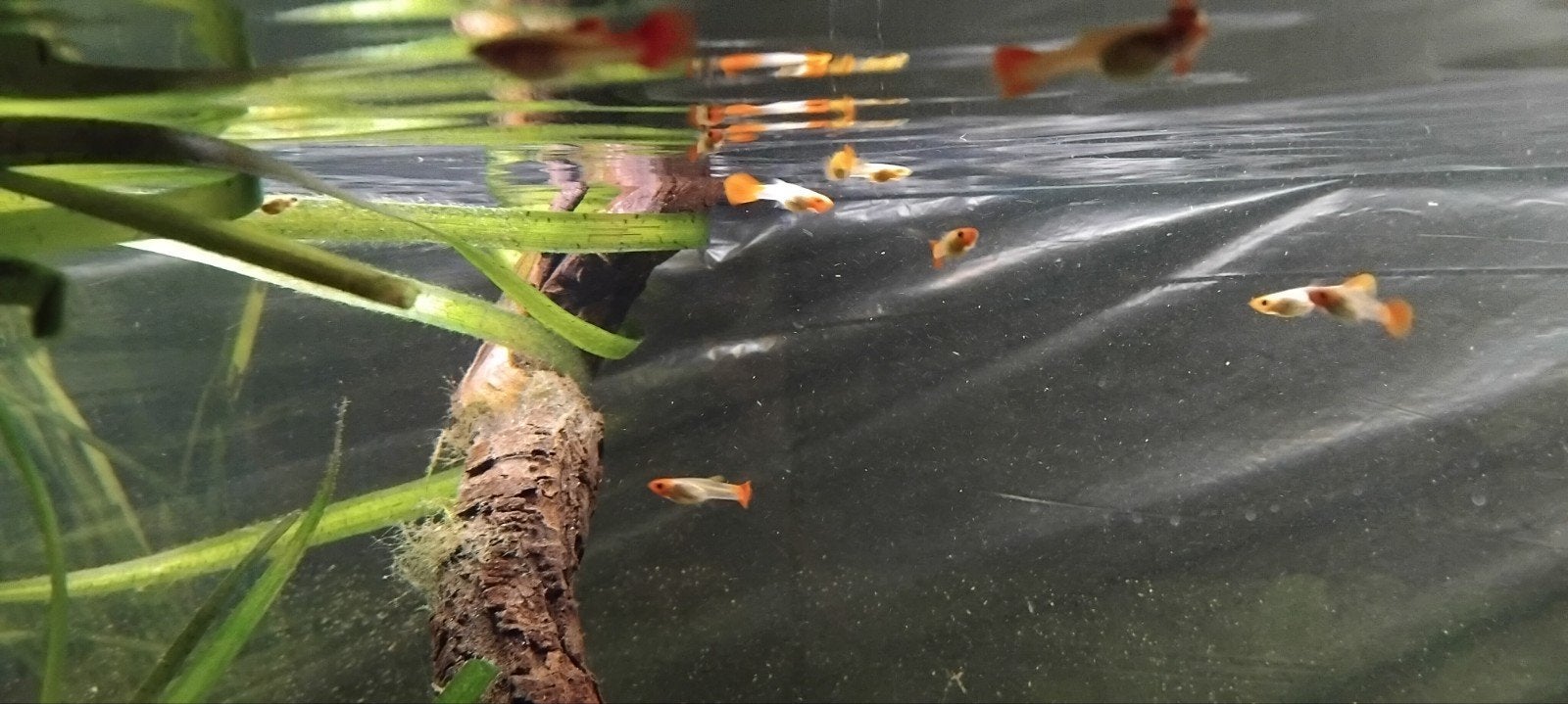 koi guppen, Dieren en Toebehoren