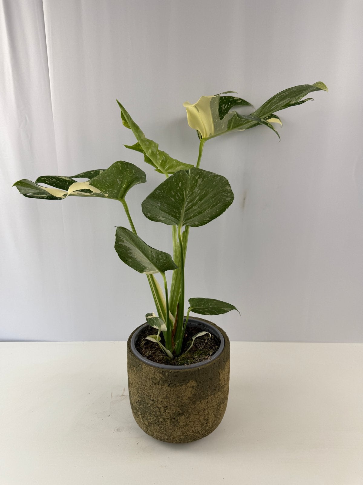 Monstera Thai Constellation - Grote plant, pot 15, 60cm, Ophalen of Verzenden