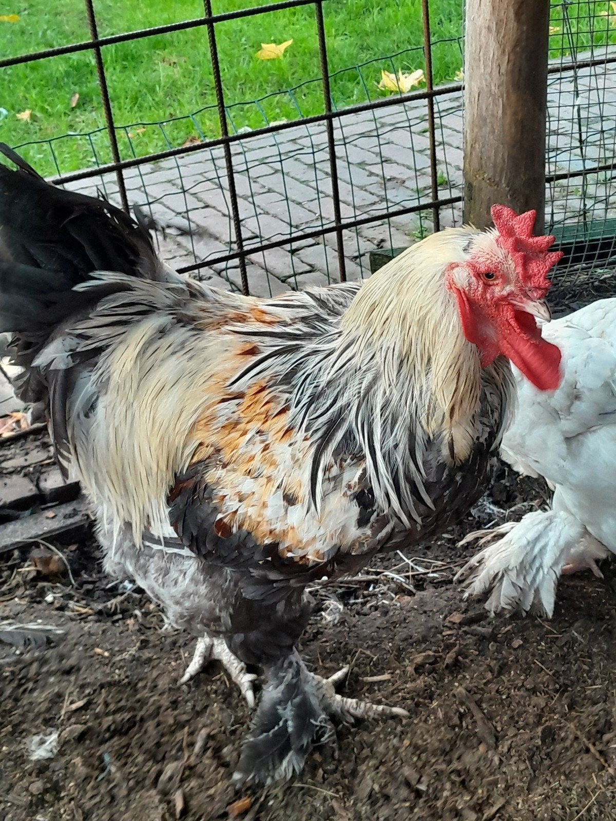 Brahma haan, Dieren en Toebehoren, Mannelijk, Kip