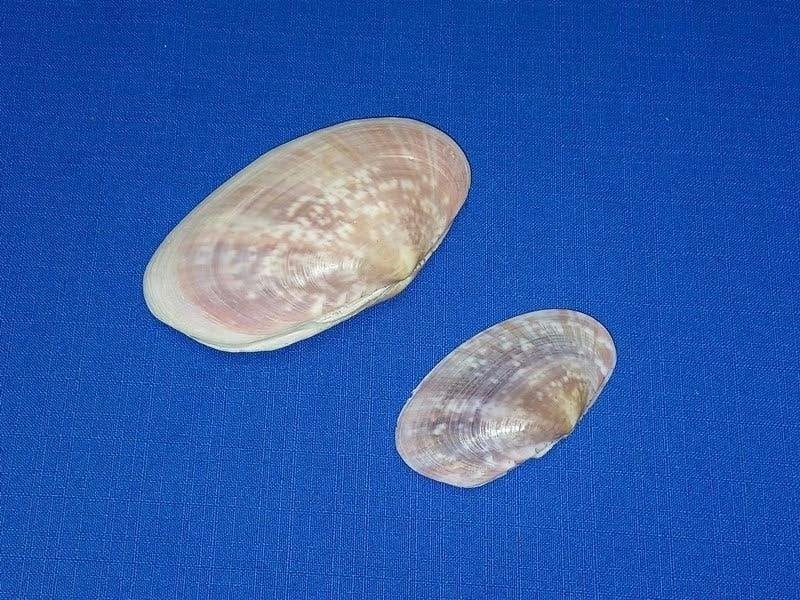 Schelpen, Gari occidens, set van twee stuks., Ophalen of Verzenden, Schelp(en)