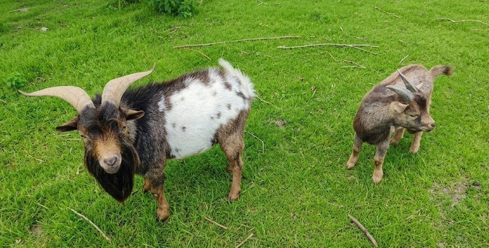 Dwerggeit bokjes, Dieren en Toebehoren, Mannelijk, Geit