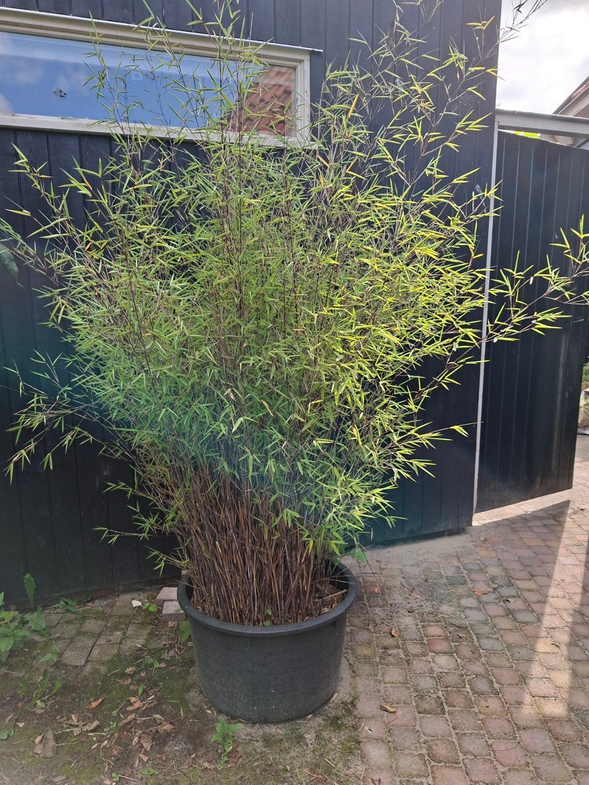 Grote bamboe in pot, Tuin en Terras, Bloeit niet, 100 tot 250 cm, Volle zon, In pot