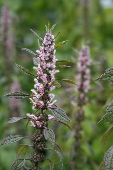 Hartgespan Leonurus, Vaste plant, Halfschaduw, Zomer, Ophalen