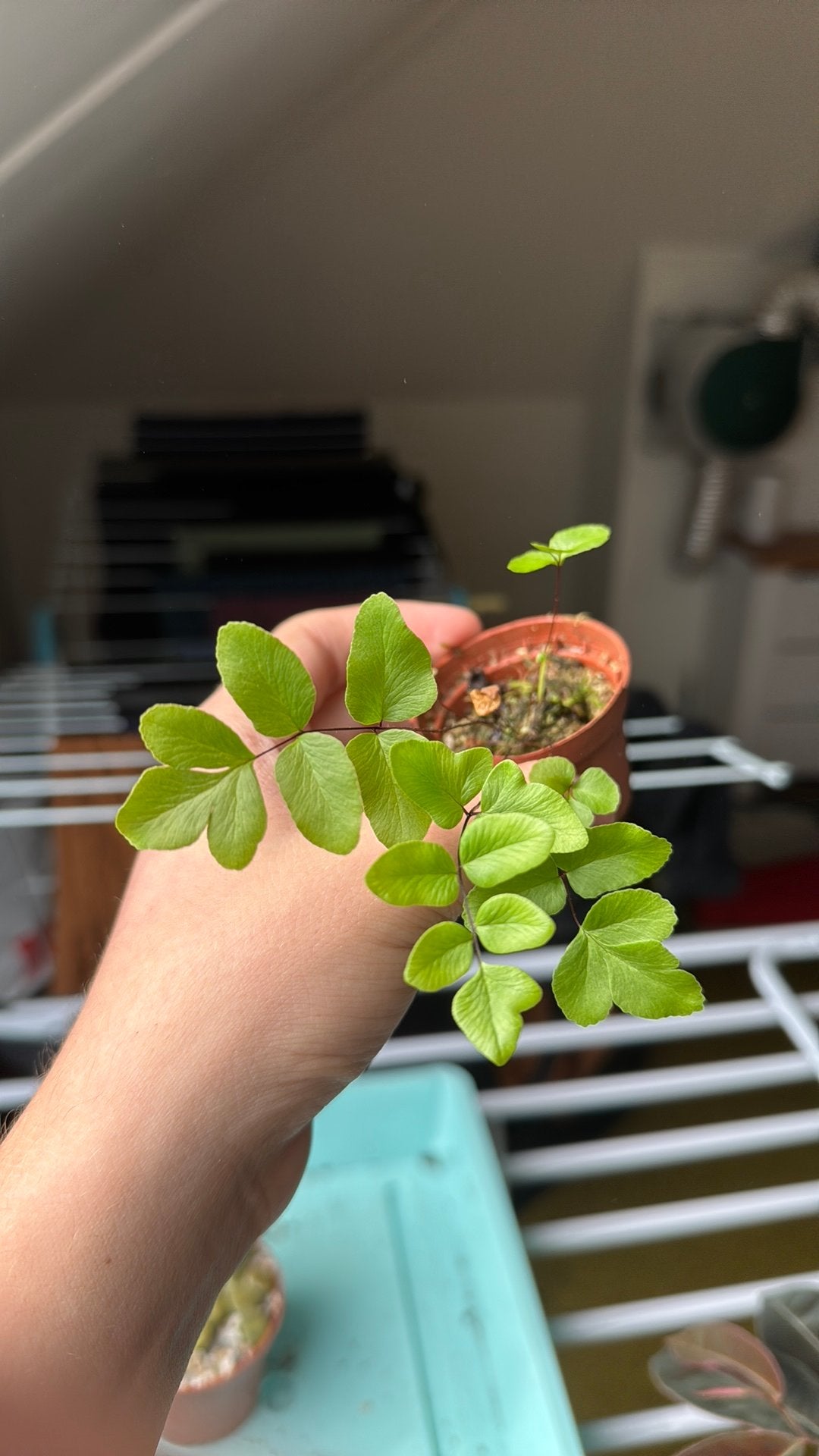 Varen voor terrarium, Huis en Inrichting, Kamerplanten, Ophalen of Verzenden, Halfschaduw, Minder dan 100 cm