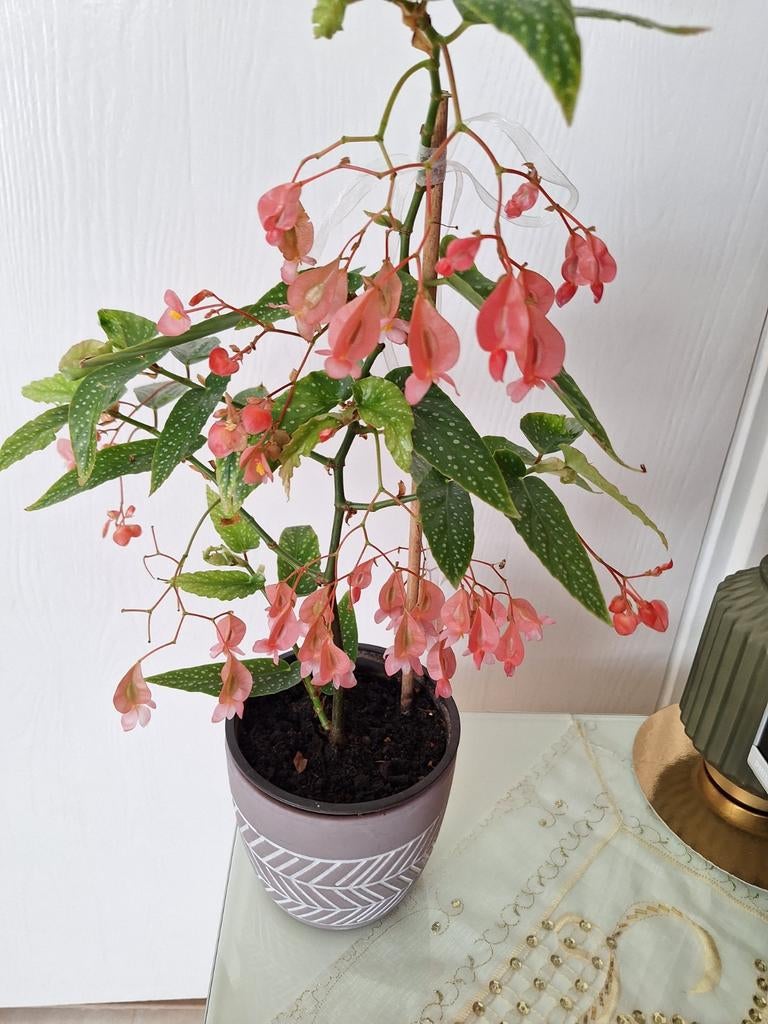 Bloeiende begonia tamaya plant, Ophalen, Halfschaduw, Minder dan 100 cm