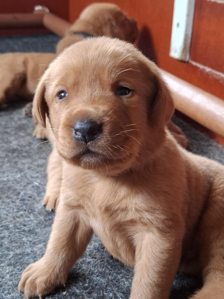 Red Fox Labrador pups, Parvo, 8 tot 15 weken, Labrador retriever, Meerdere