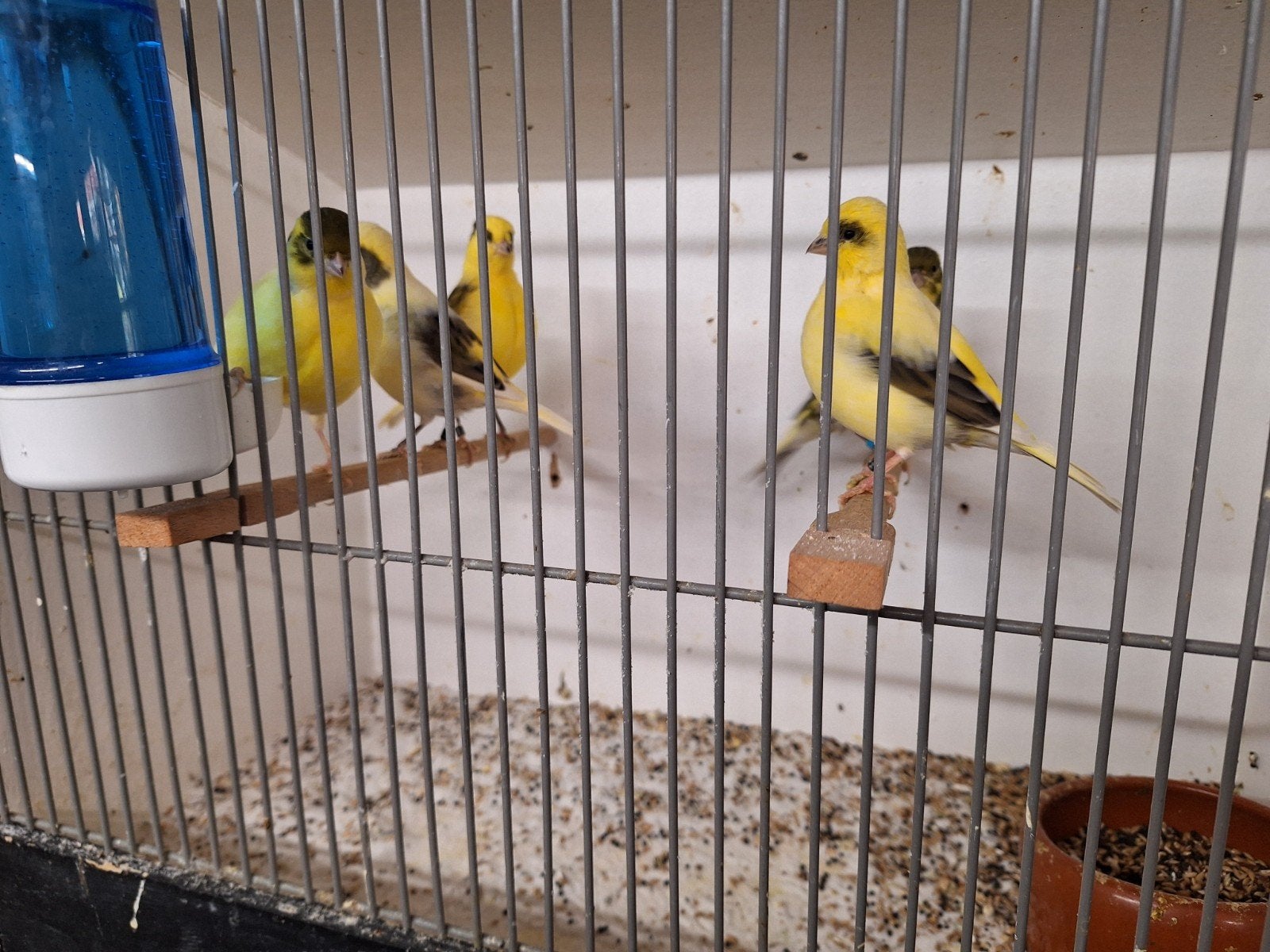 Raza Espagnol kanaries, Dieren en Toebehoren