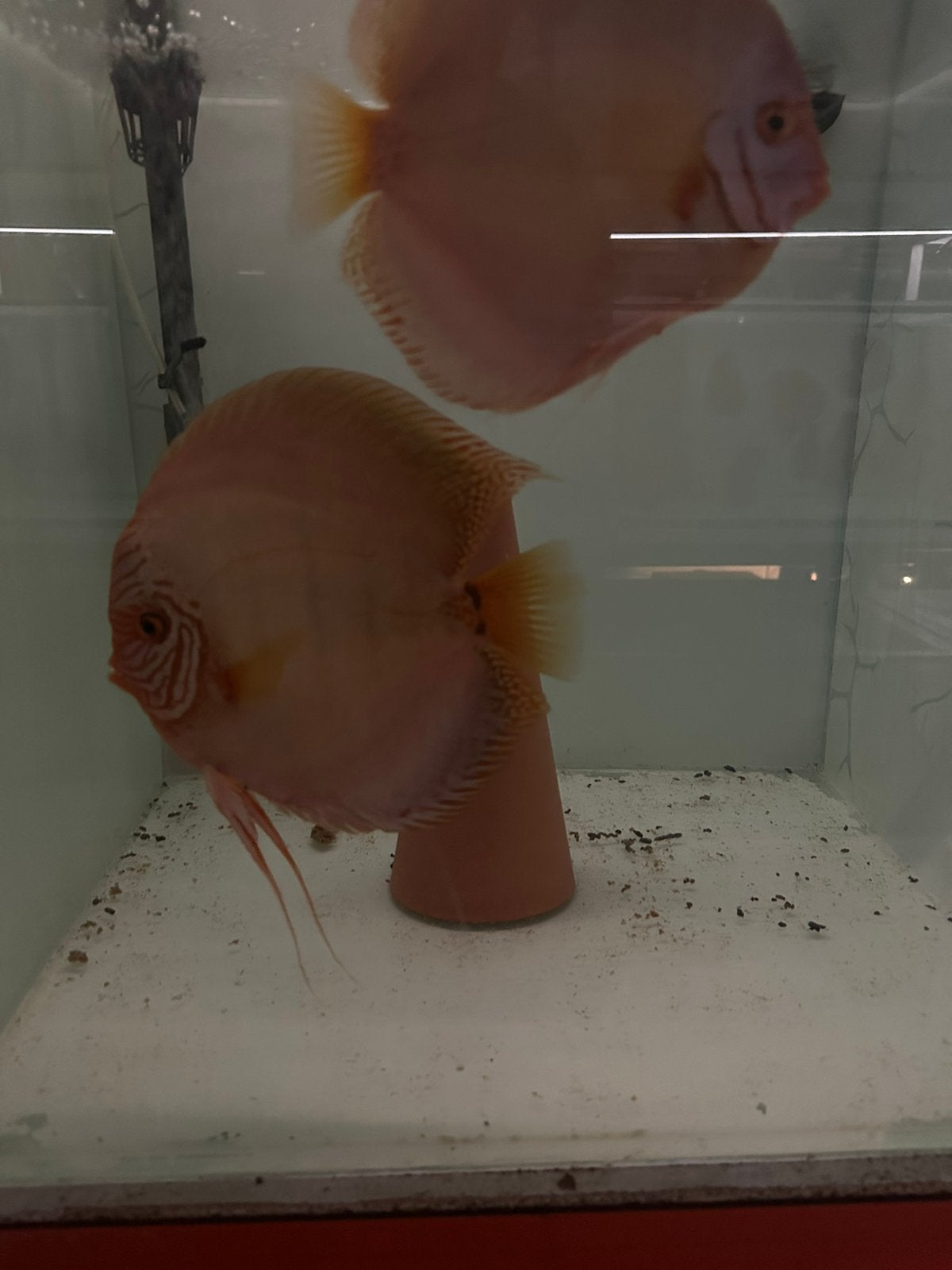 Kweekkoppel colbat discusvissen, Dieren en Toebehoren, Vis, Zoetwatervis, Schoolvis