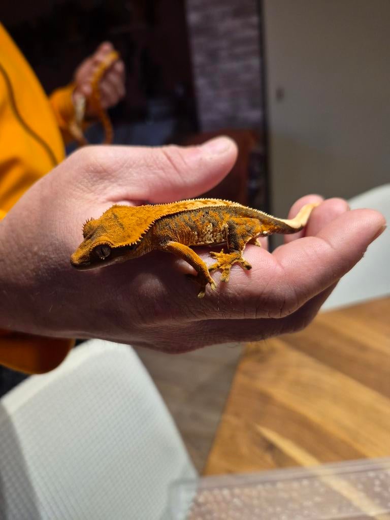 Wimper gekko 8 gram Crested Gecko - unknown for sale from ...