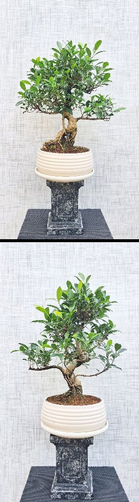 Grote Bonsai Ficus Jubara- 2 Stuks, In pot, Minder dan 100 cm, Bonsai, Groene kamerplant