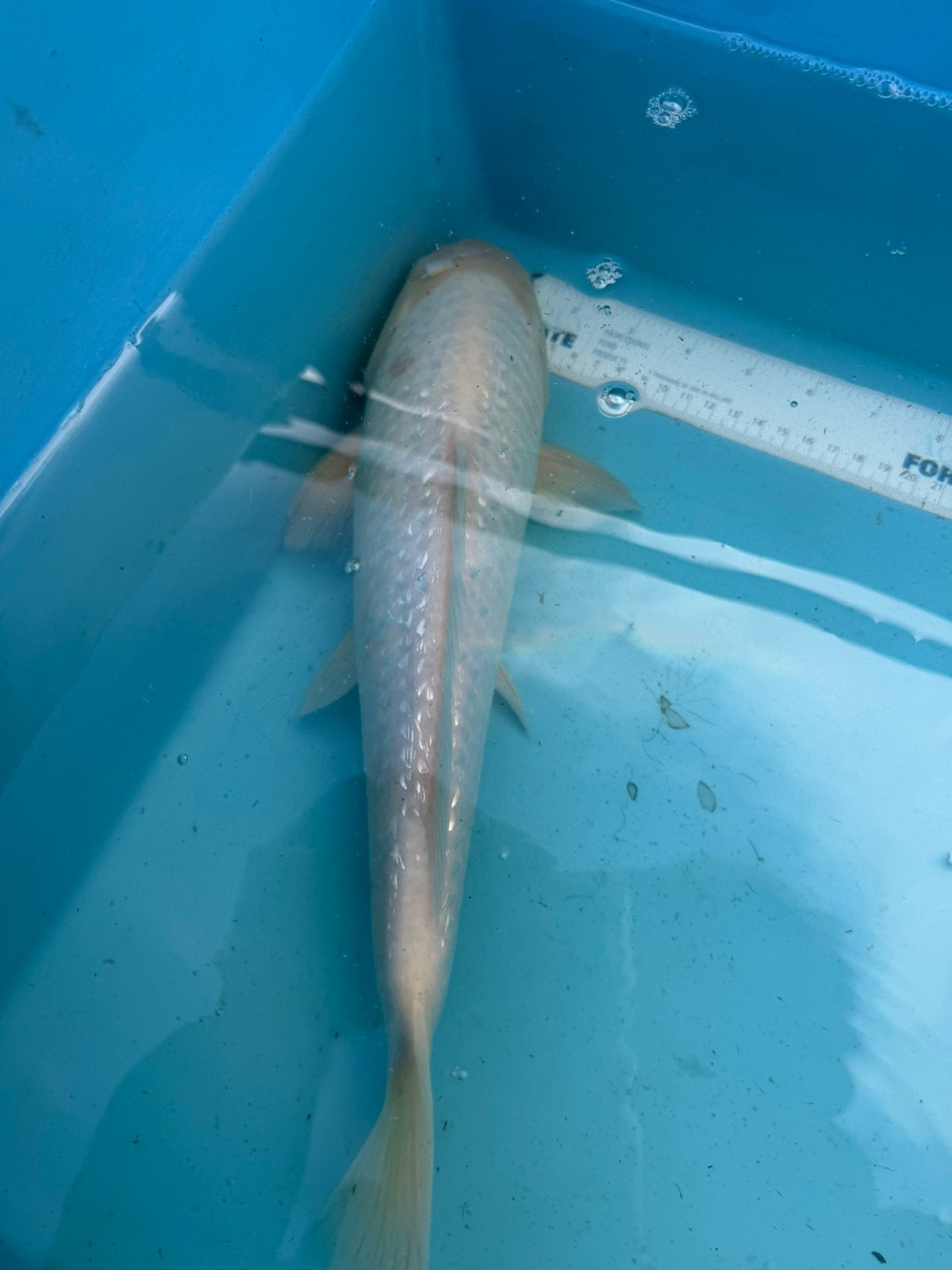 Ginrin Soragoi koi, Karper of Koi