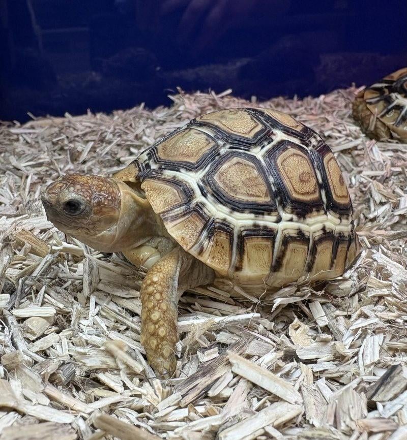 Leopard schildpad babys Tortoise - unknown for sale from rodents