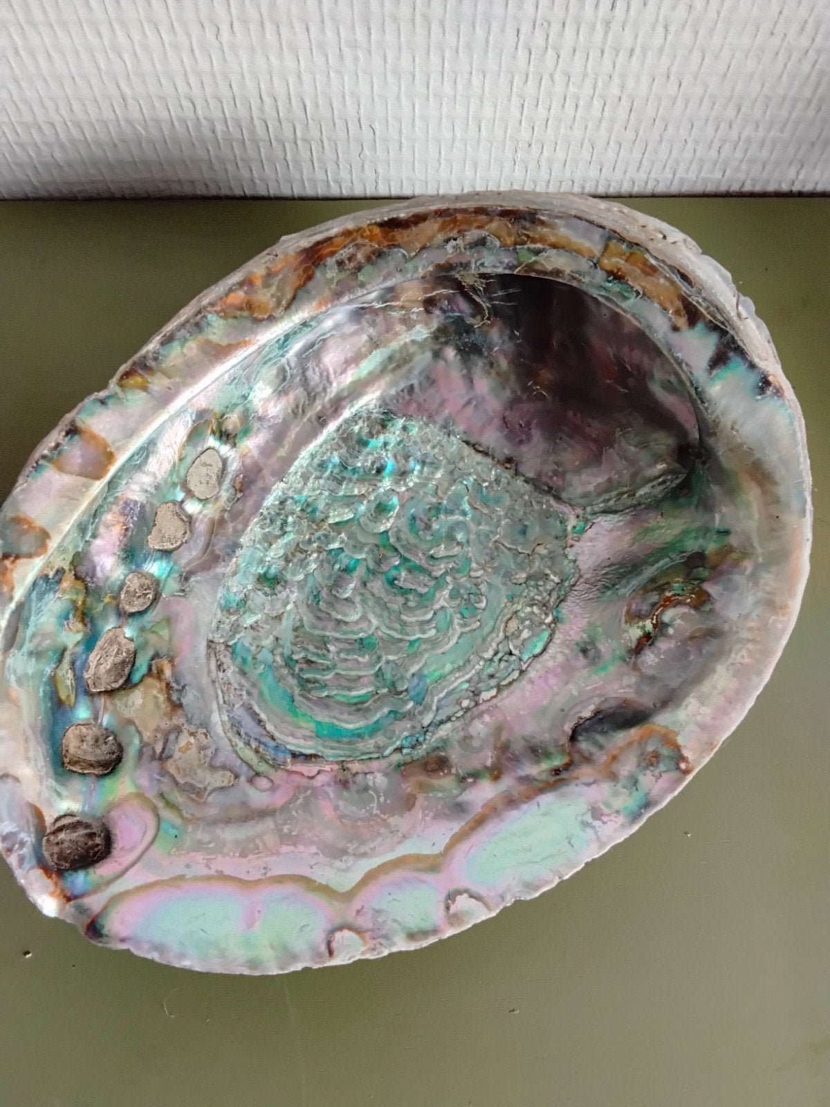 Abalone schelp. 17 x 13 cm, Verzamelen, Ophalen of Verzenden, Schelp(en)