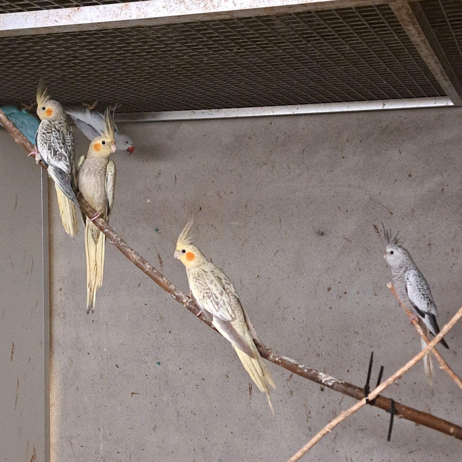 jonge valkparkieten, Meerdere dieren, Parkiet
