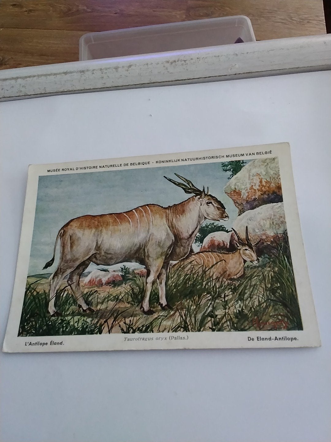 DE ELAND. ANTILOPE, Ophalen of Verzenden, Voor 1920, Overige thema's