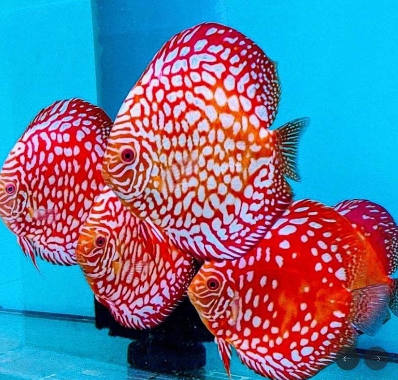 Discus Red Map 8 cm - Siner - Koidreams, Dieren en Toebehoren, Vissen | Aquariumvissen, Vis, Zoetwatervis