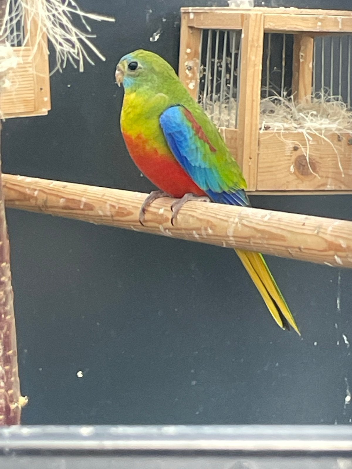 Parkieten turqoisine (neophema), Meerdere dieren, Parkiet