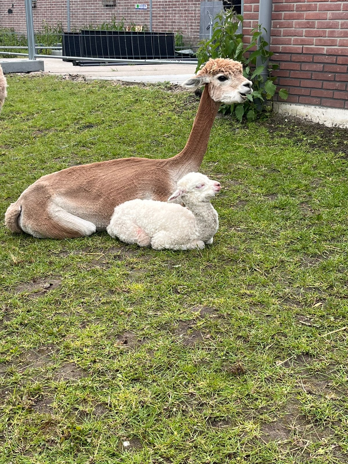 Alpaca stellen, Dieren en Toebehoren, Overige Dieren, Januari, Meerdere dieren