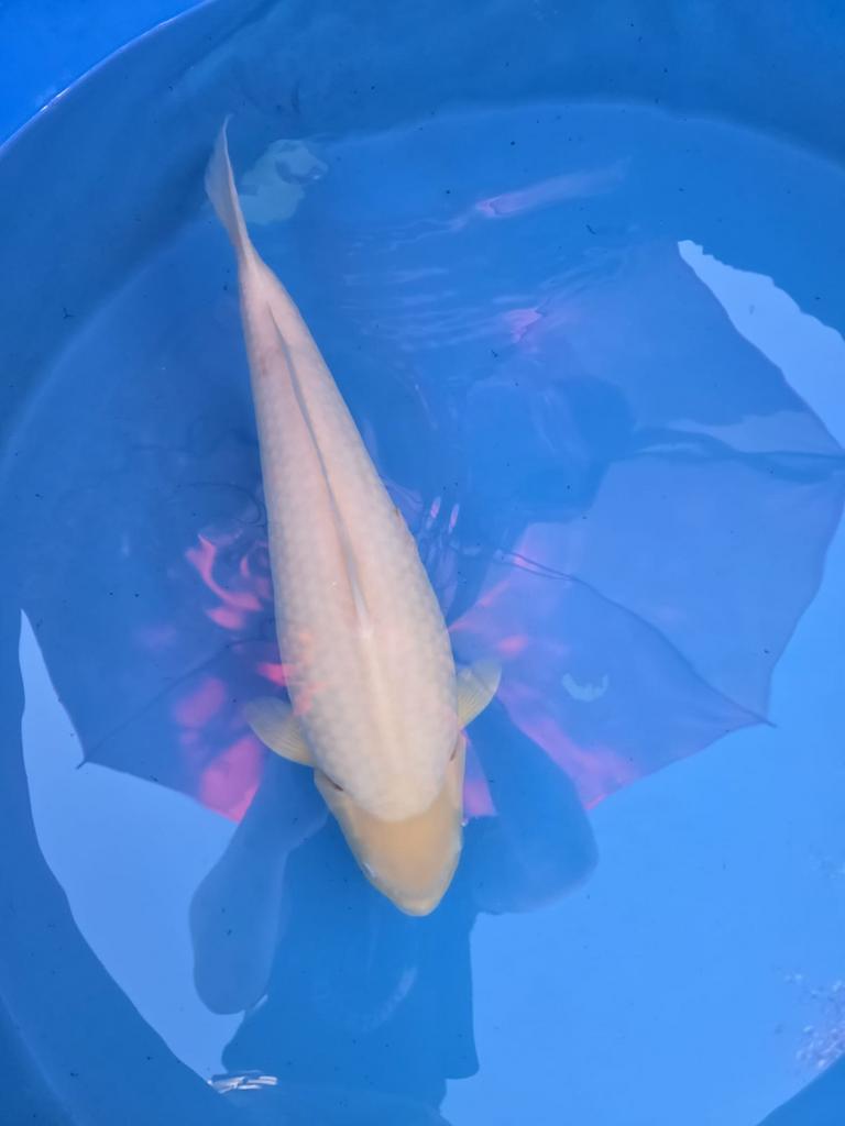 Karashigoi koi, Dieren en Toebehoren, Vissen | Vijvervissen, Karper of Koi