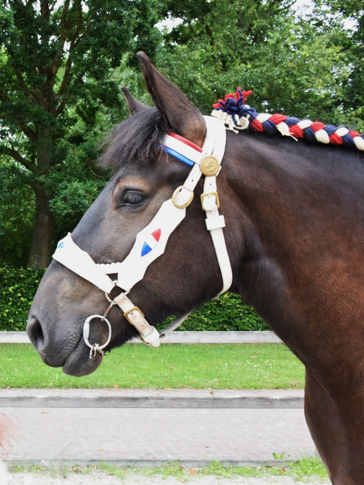 3-jarige zwarte Belgische trekpaard merrie – drachtig va, Merrie, Met stamboom, Niet van toepassing, Recreatiepaard