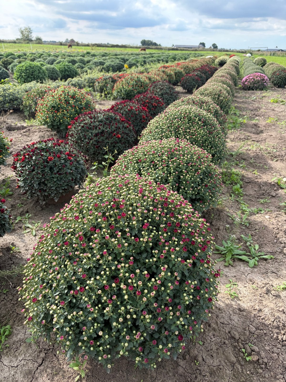 Bolchrysanten - Diverse kleuren voor uw tuin, Volle zon, Vaste plant, Herfst, Ophalen