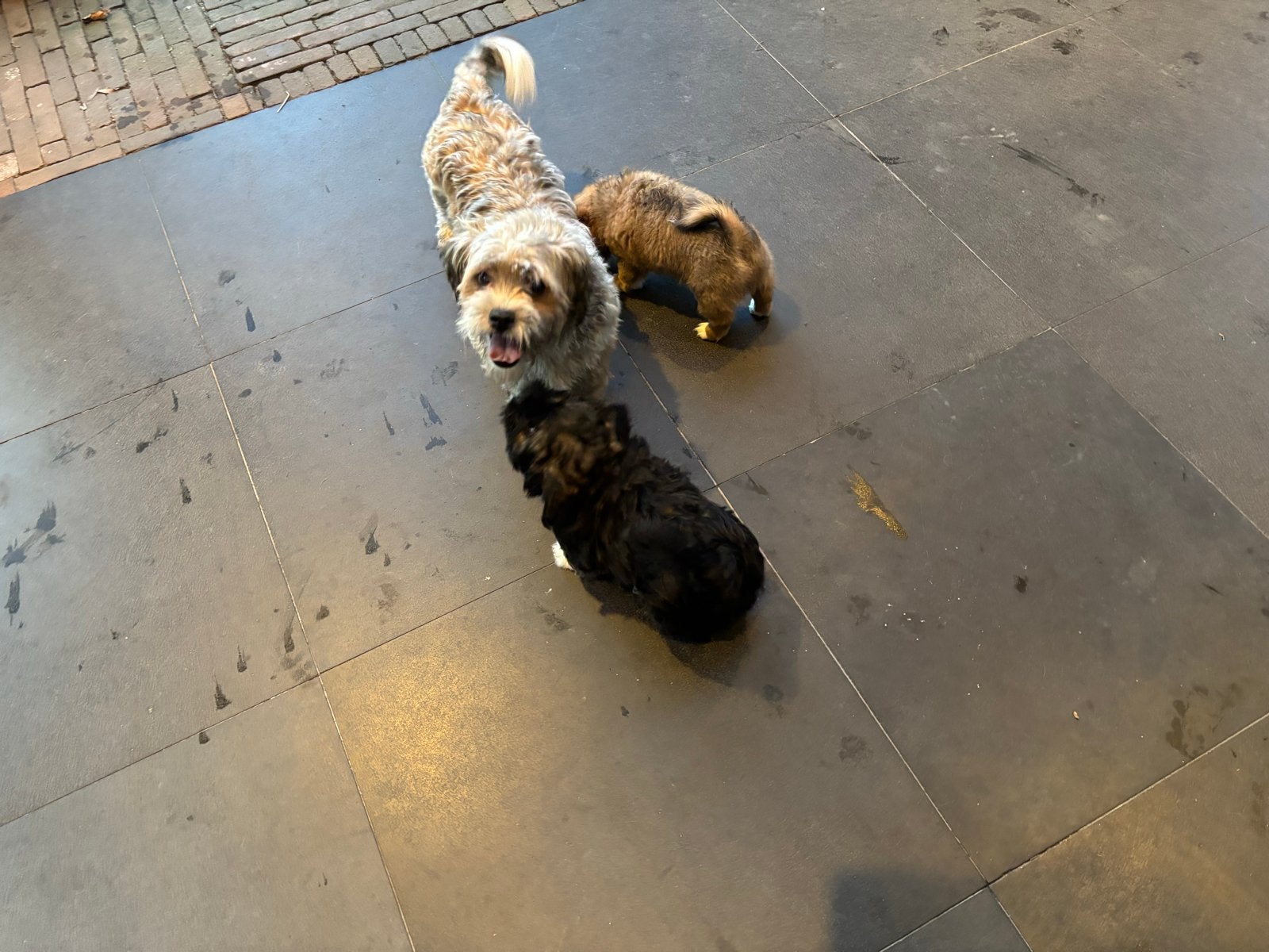 Shi Tzu puppy’s, Parvo, Overige rassen, 8 tot 15 weken, Meerdere dieren
