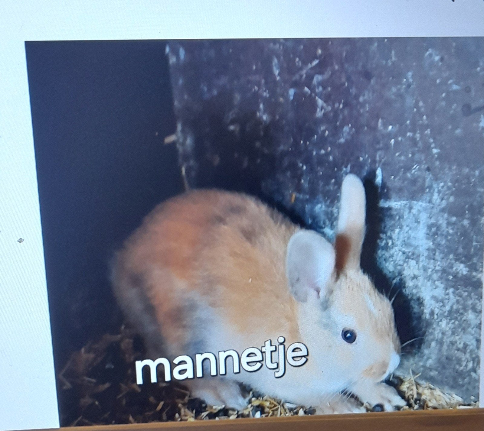 Konijnen, Meerdere dieren, Klein, Hangoor, 0 tot 2 jaar