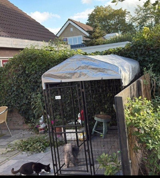 hondenren of kattenren, Ophalen