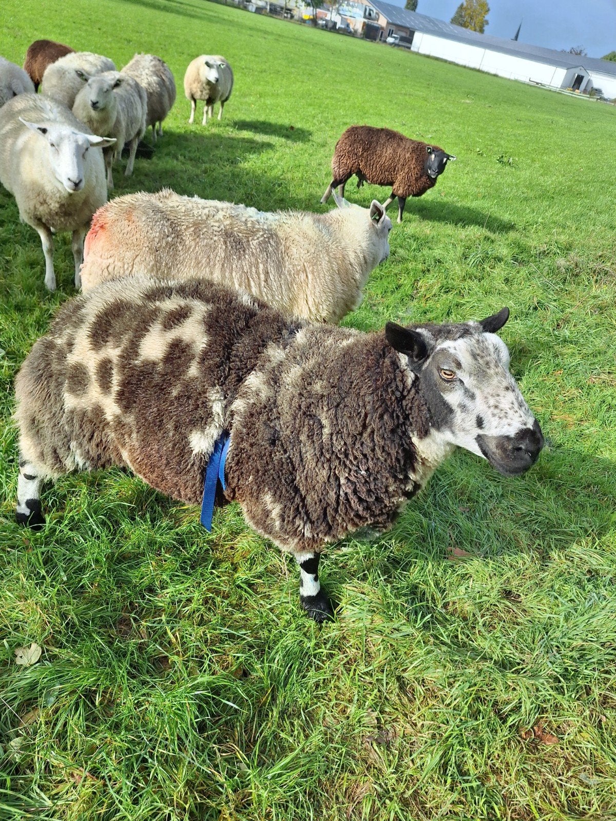 te koop beste overjarige bonte ram, Mannelijk, Schaap