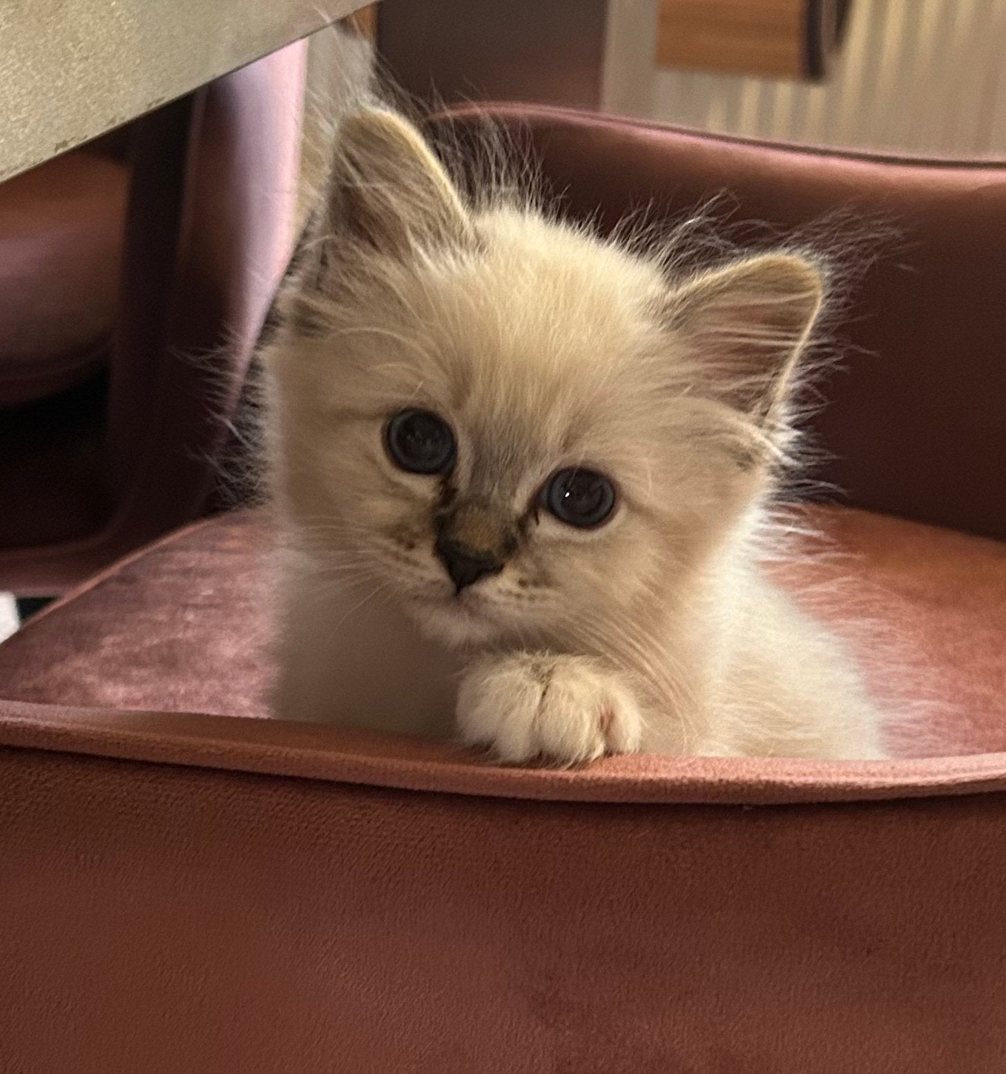Heilige Birmaan kittens met Stamboom, Dieren en Toebehoren, Meerdere dieren, 0 tot 2 jaar