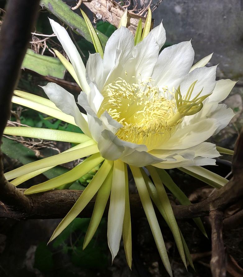 cactus - Hylocereus undatus - Dragon Fruit Plant, Ophalen of Verzenden, Cactus, Volle zon, Minder dan 100 cm