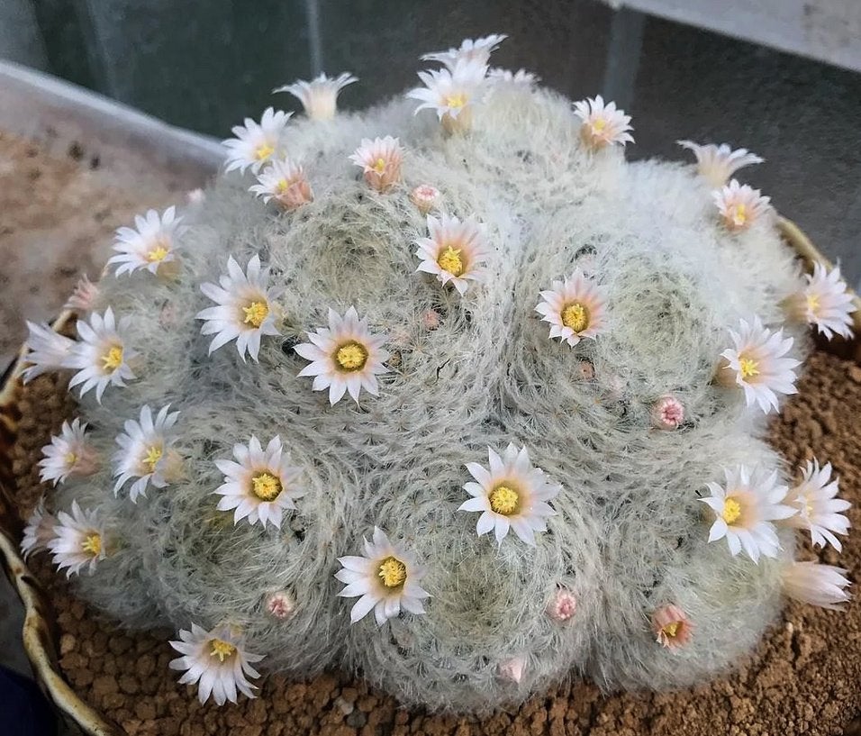 cactus - Mammillaria plumosa, Ophalen of Verzenden, Cactus, Volle zon, Minder dan 100 cm