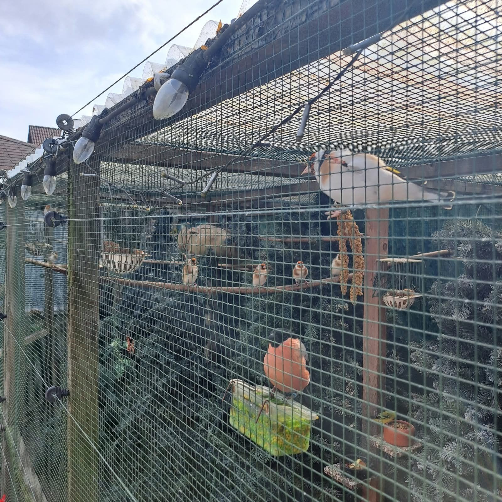 Major Putters en zwartkop siijzen, Dieren en Toebehoren, Meerdere dieren, Wildzangvogel