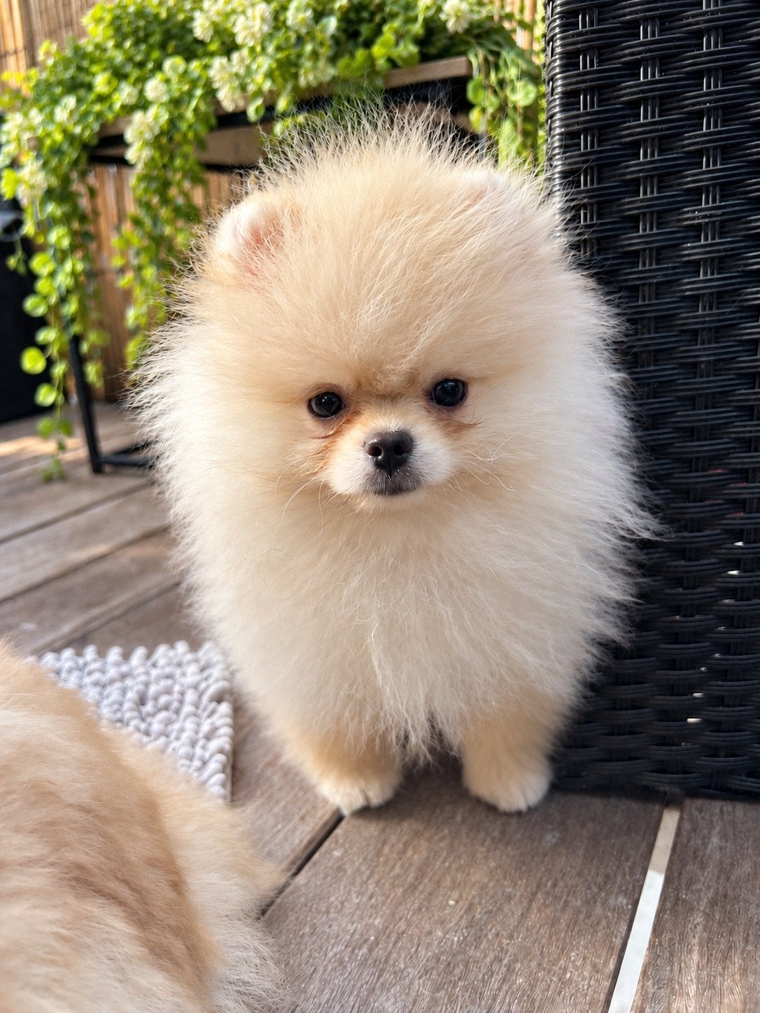 ️❤️Pomeranian️❤️, Dieren en Toebehoren, België, Particulier, Keeshond, Reu