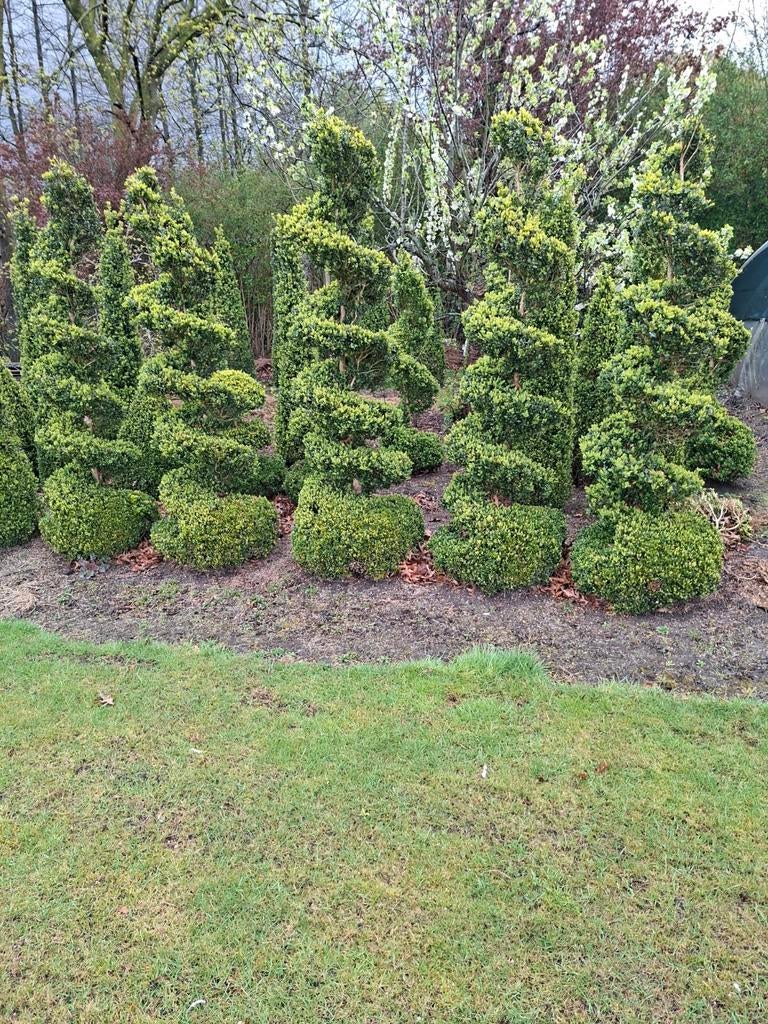 Buxus spiraal, Ophalen of Verzenden, Buxus, Minder dan 100 cm